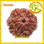 Mantra Siddha Natural Six Mukhi Nepali Rudraksha 6 Mukhi Rudraksh Six Mukhi